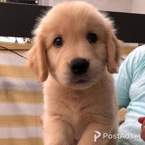 Healthy Golden Retriever Puppies | PostAds PH