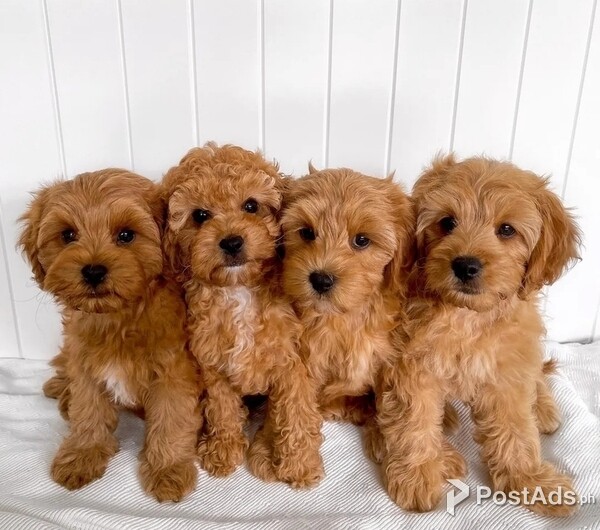 Cavoodle Puppies for rehoming
