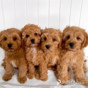 Cavoodle Puppies for rehoming | PostAds PH