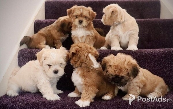 lhasa Apso Puppies for rehoming