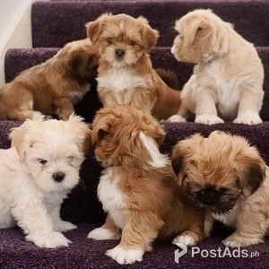 lhasa Apso Puppies for rehoming | PostAds PH