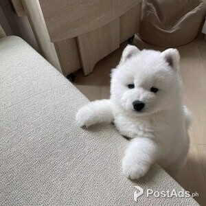 Healthy Samoyed Puppies | PostAds PH