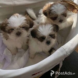 Amazing Shih Tzu puppies | PostAds PH