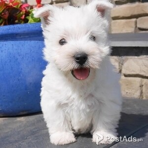 Westie Puppies | PostAds PH