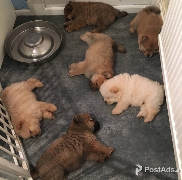 Chubby Chow Chow Puppies