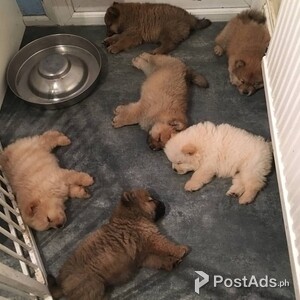 Chubby Chow Chow Puppies | PostAds PH
