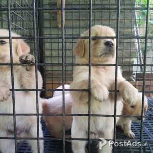 Golden Retriever Puppies | PostAds PH