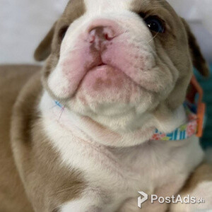 English Bulldog Puppy | PostAds PH