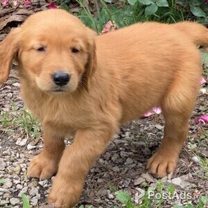 Golden Retriever puppy | PostAds PH