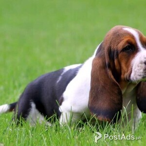 Basset Hound Puppies for Sale | PostAds PH