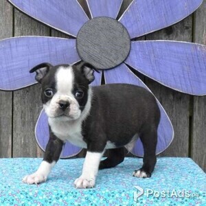 Boston Terrier Puppies for Sale | PostAds PH
