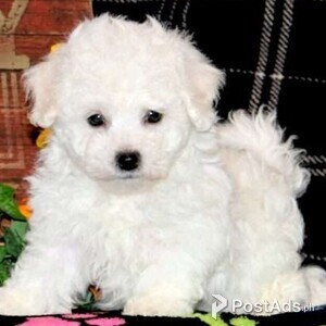 Bichon Frise Puppies for Sale | PostAds PH