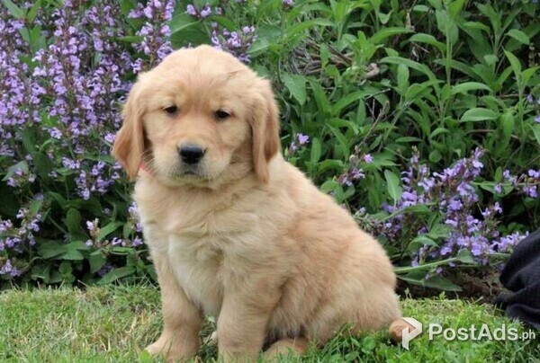 Golden Retriever Puppies for Sale