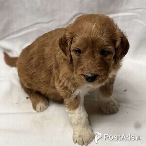 Bella Goldendoodle Puppy for sale | PostAds PH