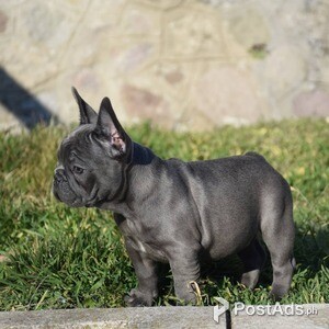 French bulldog puppies | PostAds PH
