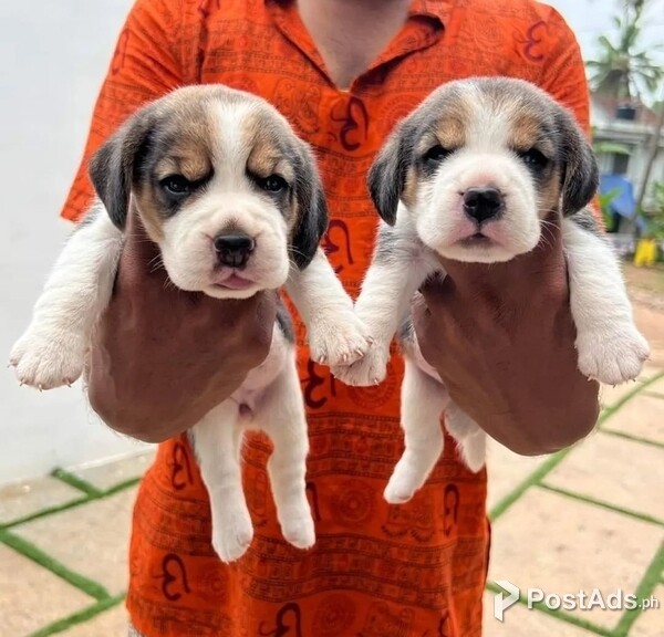 Beagle Puppies