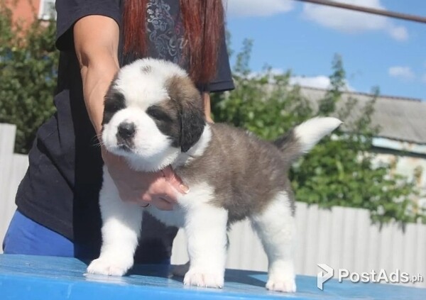 Healthy Saint Bernard Puppies 