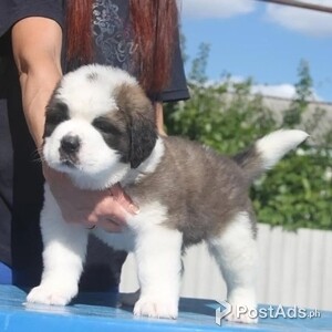 Healthy Saint Bernard Puppies | PostAds PH