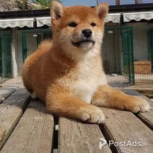 Healthy Shiba Inu Puppies | PostAds PH