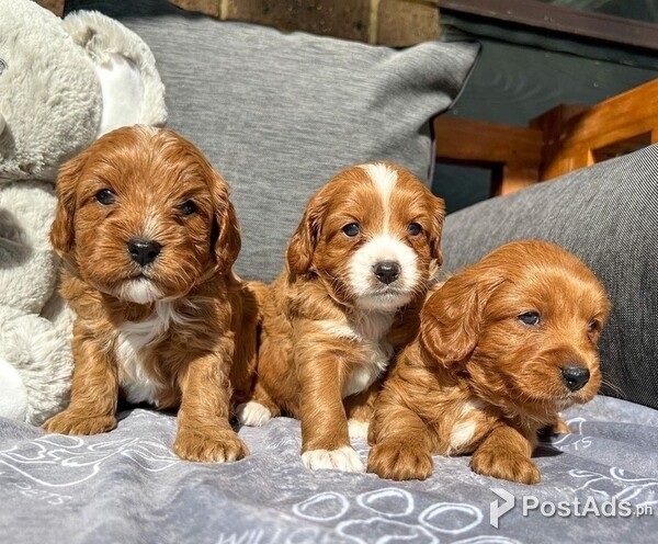 Cute Cavoodle puppies | PostAds.ph