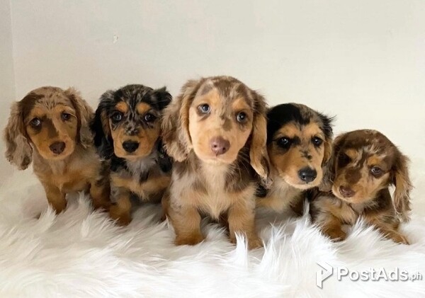 Dachshund Puppies 