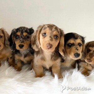 Dachshund Puppies | PostAds PH