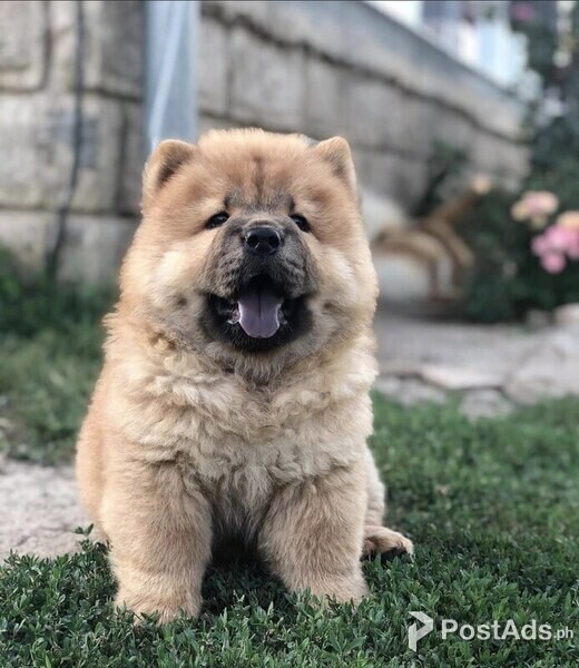 CHOW CHOW PUPPIES AVILABLE