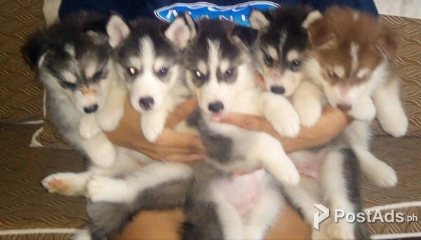2mo Siberian Husky Puppies