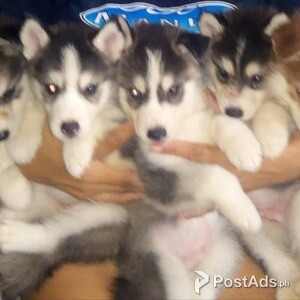 2mo Siberian Husky Puppies | PostAds PH