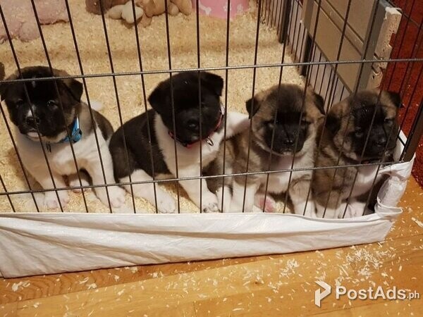 Purebred and Standard American Akita Puppies 
