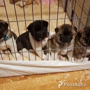 Purebred and Standard American Akita Puppies | PostAds PH