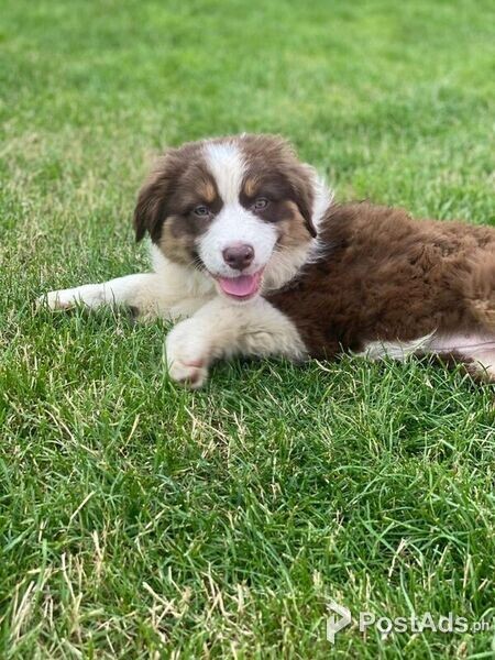 Australian Shepherd Puppy 