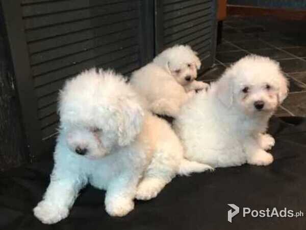 Bichon Frise PUPPY 