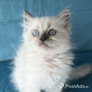 Ragdoll kittens | PostAds PH