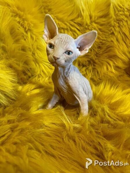 Sphynx babies available
