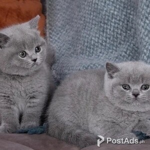 Cute British short Hair Kittens | PostAds PH