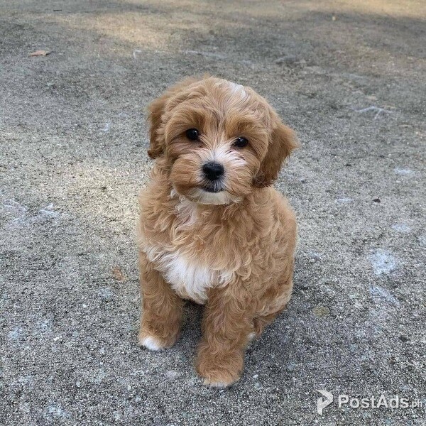 Adorable Maltese puppies 