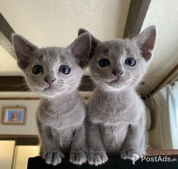 Russian Blue Kittens Available