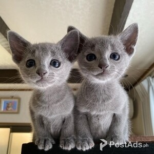 Russian Blue Kittens Available | PostAds PH