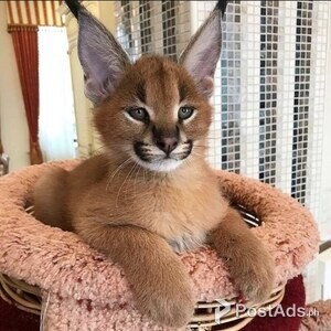 Healthy Caracal Kittens | PostAds PH