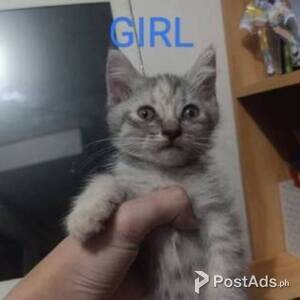Persian Cat | PostAds PH