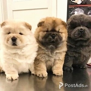Healthy Chow Chow puppies Available | PostAds PH