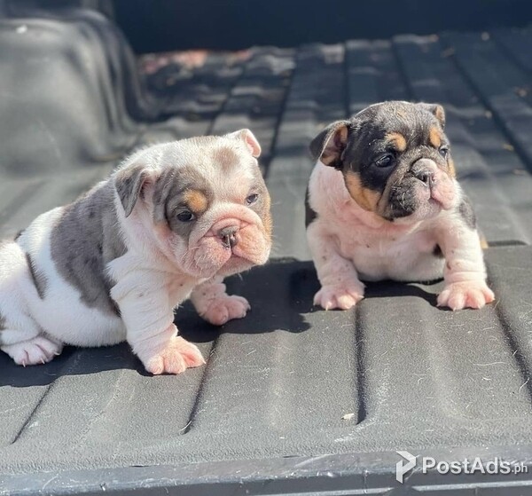 English Bulldog Puppies for rehoming