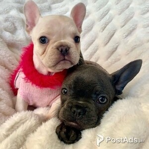 Friendly French Bullies | PostAds PH