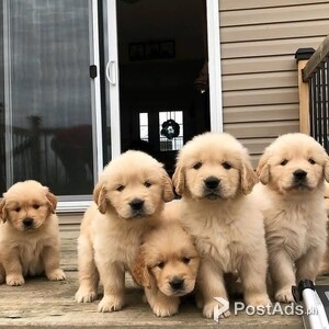 Healthy Golden Retriever Puppies Available | PostAds PH
