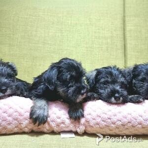 Quality Miniature Schnauzer Puppies | PostAds PH