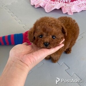 Adorable Toy poodle Puppies looking for new homes. | PostAds PH