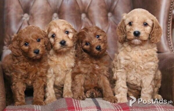 Adorable young cockapoo puppies for sale