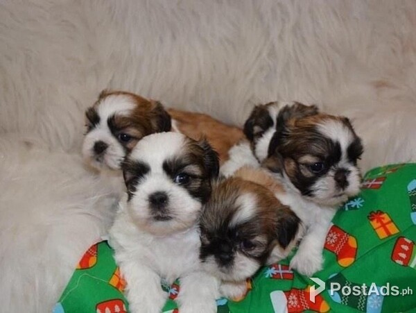 Shih Tzu Puppies for Sale.