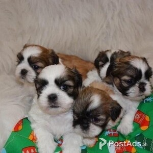 Shih Tzu Puppies for Sale. | PostAds PH